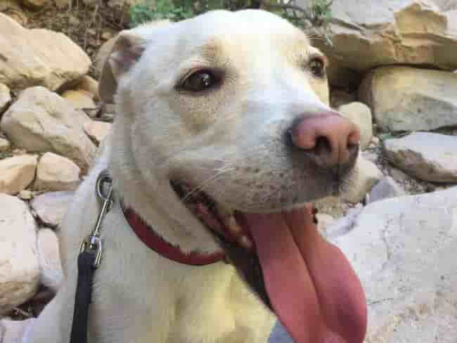 Dog Bite Lawyer Las Vegas 1 Michael Hua Injury Law Dog Bite Lawyer Las Vegas Michael Hua Injury Law Personal Injury Lawyer Las Vegas Dog Bite Lawyer Las Vegas
