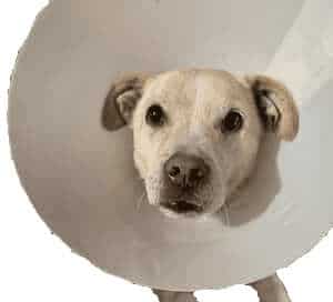 Dog Bite Lawyer Las Vegas 3 Michael Hua Injury Law Dog Bite Lawyer Las Vegas Best Dog Bite Lawyer Las Vegas Personal Injury Cone