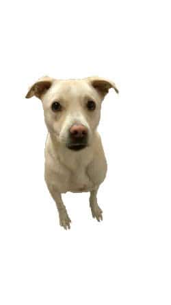 Dog Bite Lawyer Las Vegas 2 Michael Hua Injury Law Dog Bite Lawyer Las Vegas Best Dog Bite Lawyer Las Vegas Good Dog