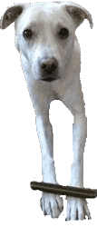 Dog Bite Lawyer Las Vegas 4 Michael Hua Injury Law Dog Bite Lawyer Las Vegas Michael Hua Injury Law Personal Injury Lawyer Las Vegas Dog Bite Lawyer Las Vegas